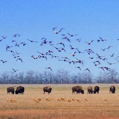 Russians seize the Falz-Fein Askania-Nova Biosphere Reserve