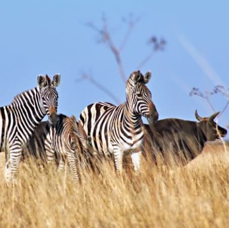 Russians plan to transport part of the animals from Askania-Nova nature reserve, located in the temporarily occupied territory of the Kherson region, to Crimea